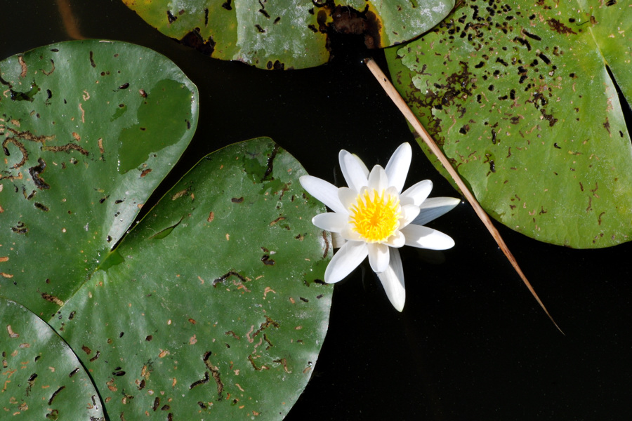La flora della riserva naturale 